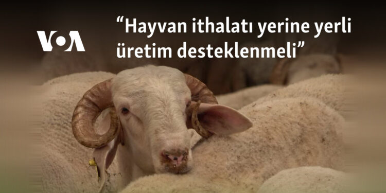 “Hayvan ithalatı yerine yerli üretim desteklenmeli”