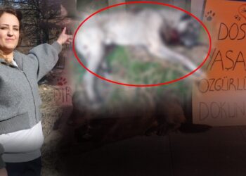 Ankara'da 'Katil' Alarmı! Hayvanseverler Uyardı, Dört Köpek Tüfekle Öldürülmüş