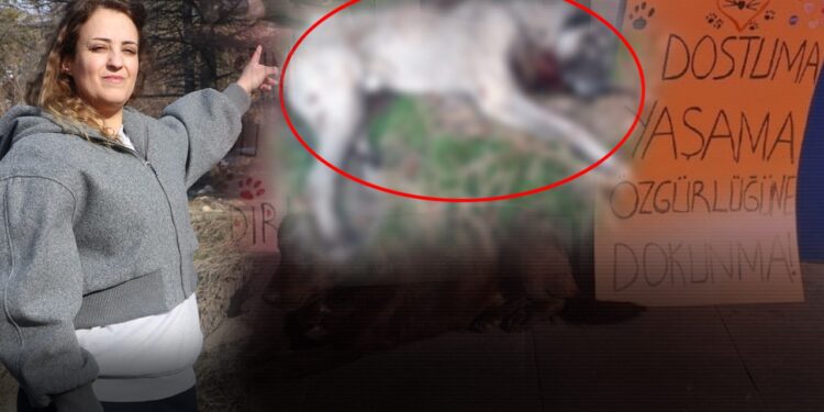 Ankara'da 'Katil' Alarmı! Hayvanseverler Uyardı, Dört Köpek Tüfekle Öldürülmüş