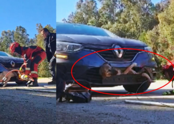 Arabanın Çarptığı Köpek Tampona Sıkıştı