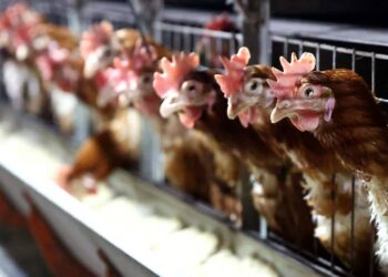 Aralık ayında yumurta üretimi azaldı, tavuk eti ve süt üretimi arttı