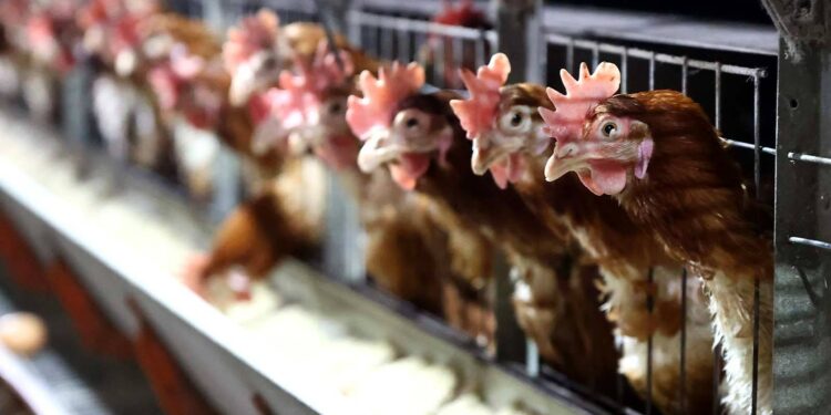 Aralık ayında yumurta üretimi azaldı, tavuk eti ve süt üretimi arttı