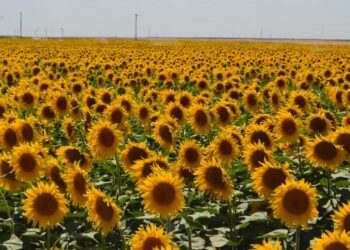 Ayçiçeği İthalatı için 2,3 Milyar Dolar Harcandı