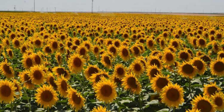 Ayçiçeği İthalatı için 2,3 Milyar Dolar Harcandı