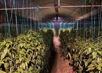 Çiftçilerden Seralarda 'Soğuk' Nöbeti: Sabaha Kadar Gözlerini Kırpmıyorlar