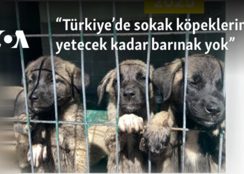“Türkiye’de sokak köpeklerine yetecek kadar barınak yok”