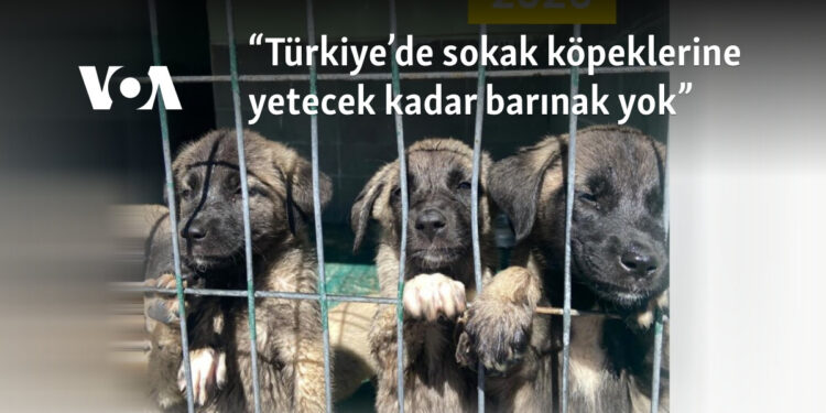 “Türkiye’de sokak köpeklerine yetecek kadar barınak yok”