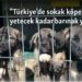 “Türkiye’de sokak köpeklerine yetecek kadar barınak yok”