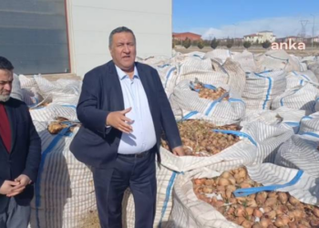 Eksik planlama nedeniyle patates ve soğanlar çöp oldu