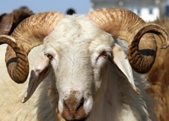 Fas'ta Kurban Kesimine Yasak Kararı: Kral Ekranlara Çıkıp Açıkladı