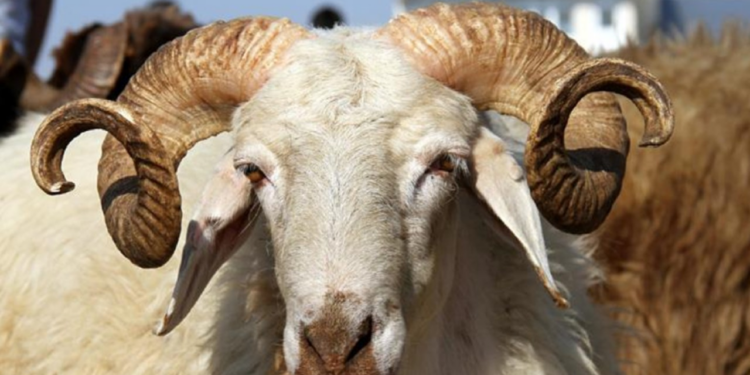 Fas'ta Kurban Kesimine Yasak Kararı: Kral Ekranlara Çıkıp Açıkladı