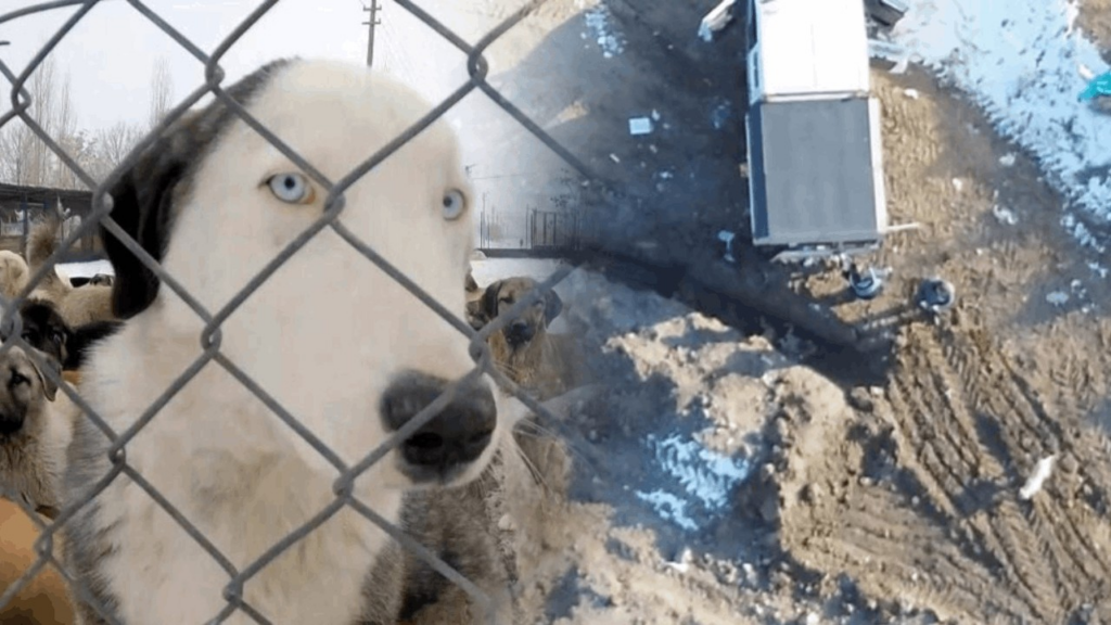 Görüntüler Vicdanları Yaraladı: Erzincan'daki Köpek Katliamında Flaş Gelişme