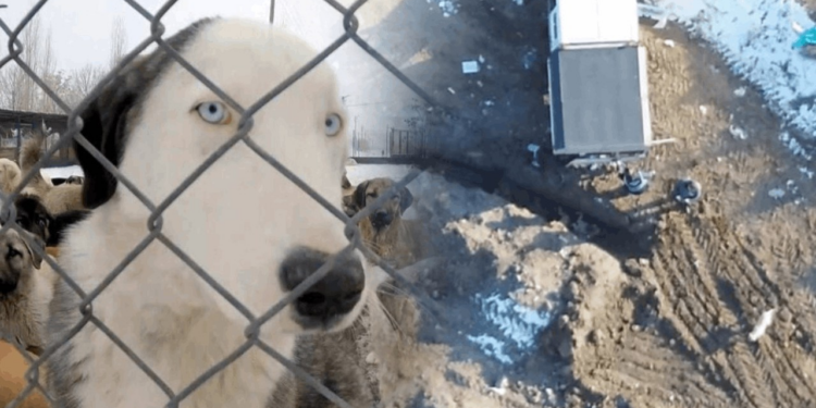 Görüntüler Vicdanları Yaraladı: Erzincan'daki Köpek Katliamında Flaş Gelişme