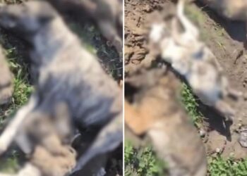 Hayvan Bakımevinde Onlarca Köpek Ölü Bulundu: O Görüntüler Sonrası Osmaniye Valiliği İnceleme Başlattı