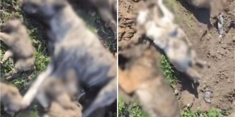 Hayvan Bakımevinde Onlarca Köpek Ölü Bulundu: O Görüntüler Sonrası Osmaniye Valiliği İnceleme Başlattı