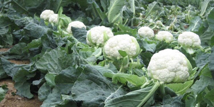 Karnabahardan para kazanamıyoruz, çoğu zaman nakliye parasını bile kurtarmıyor