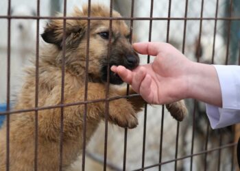 'Katliam Yasası' Sonrası Gaza Bastılar: Belediyeden 'Köpek Toplama' İhalesi