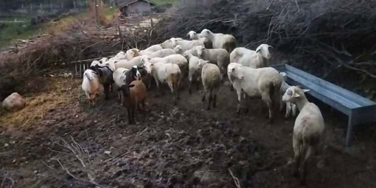 Koyunlara tecavüz ve işkence eden sanığın akıl sağlığı yerinde çıktı