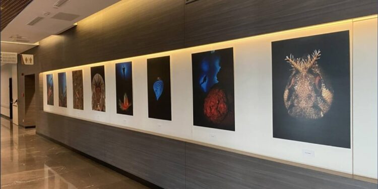 'Okyanusların Mirası' Sergisi Sanatseverlerle Buluştu