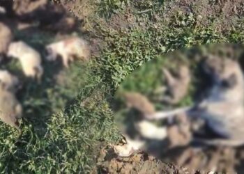 Osmaniye'deki Katliam Soruşturmasında Flaş Gelişme: Bu Nasıl Görevden Alma?