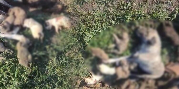 Osmaniye'deki Katliam Soruşturmasında Flaş Gelişme: Bu Nasıl Görevden Alma?