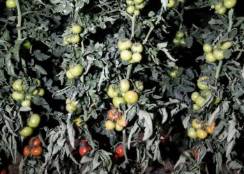 Seralardaki "don" ihtimaline karşı çiftçiler uygulama başında nöbet tuttu