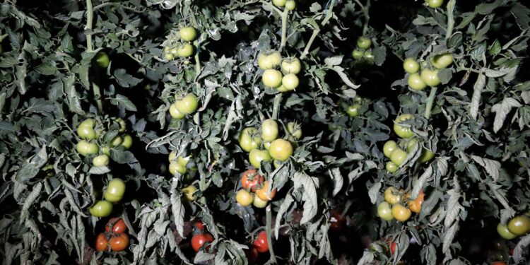 Seralardaki "don" ihtimaline karşı çiftçiler uygulama başında nöbet tuttu