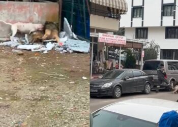 Sokağa atılan pitbull, mahallenin baktığı köpeğe saldırıp, yaraladı