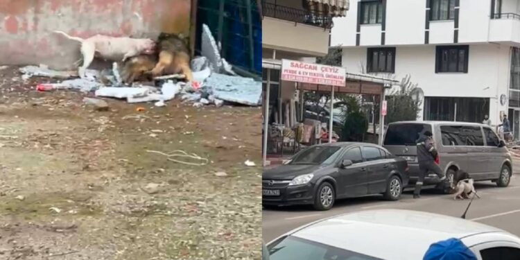 Sokağa atılan pitbull, mahallenin baktığı köpeğe saldırıp, yaraladı