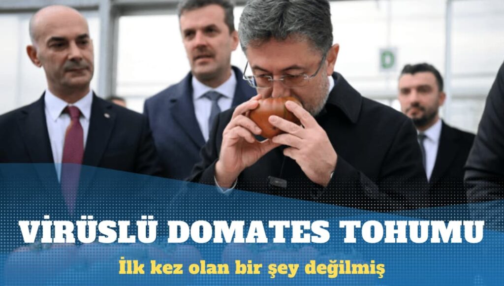 Virüslü domates tohumu ‘ilk’ değilmiş