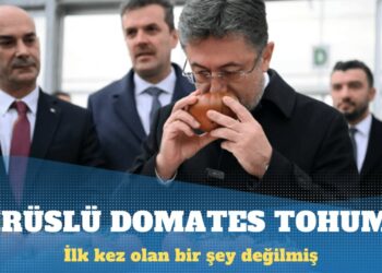 Virüslü domates tohumu ‘ilk’ değilmiş