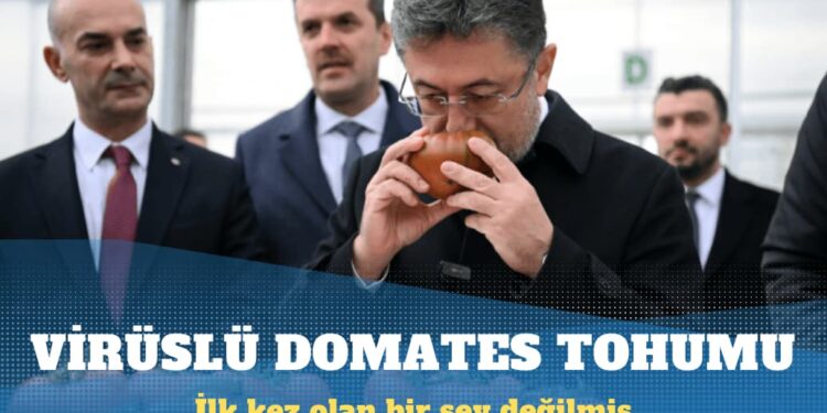 Virüslü domates tohumu ‘ilk’ değilmiş