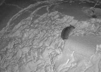 Yemek Bulamayan Kurtlar Köye İndi