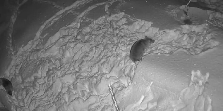 Yemek Bulamayan Kurtlar Köye İndi