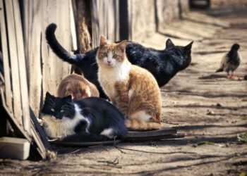 Antalya'da 10 Kedi Ölü Bulundu, İnceleme Başlatıldı