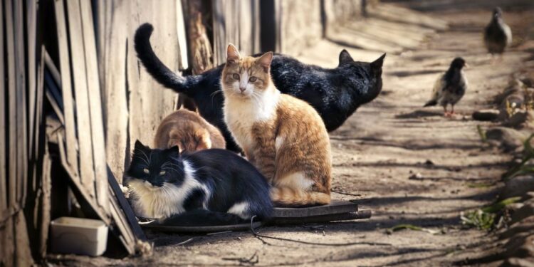 Antalya'da 10 Kedi Ölü Bulundu, İnceleme Başlatıldı