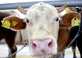 Ardahan'da hastalıklara karşı büyükbaş hayvanlara şap aşısı yapılıyor!