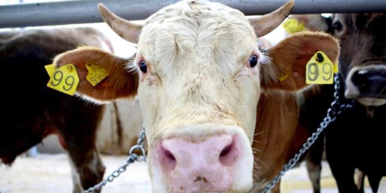 Ardahan'da hastalıklara karşı büyükbaş hayvanlara şap aşısı yapılıyor!