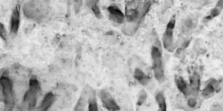 Avustralya’daki bir okulda 66 dinozor ayak izi keşfedildi