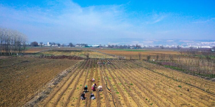 Bursa'da yılda 10 milyon anaç fidan üretiliyor; yurt içi ve yurt dışındaki fidan üreticilerine gönderiliyor