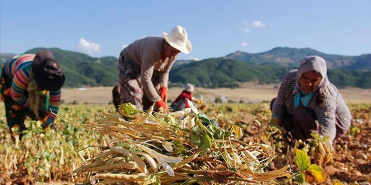 Ediz Ün'den 'Tarım' Tepkisi! AKP Döneminde Çiftçinin Geliri Yarıya Düştü