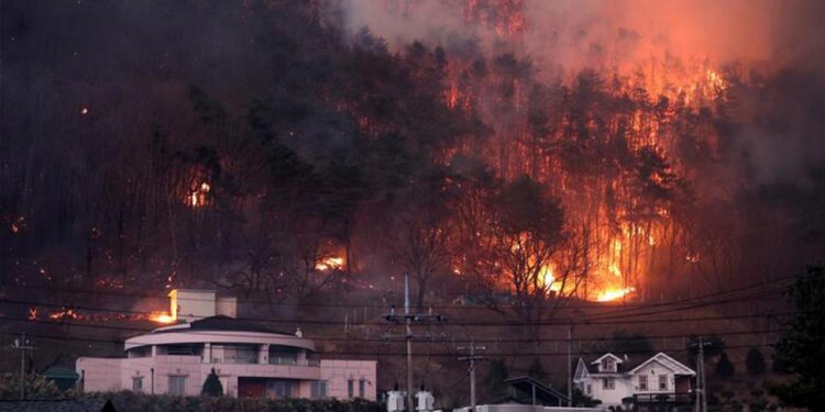 Güney Kore 7 Gündür Cehennemi Yaşıyorlar, Can Kaybı Artıyor
