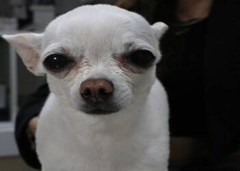 Horlamasıyla sahibini uyutmuyordu, ameliyatla sağlığına kavuştu