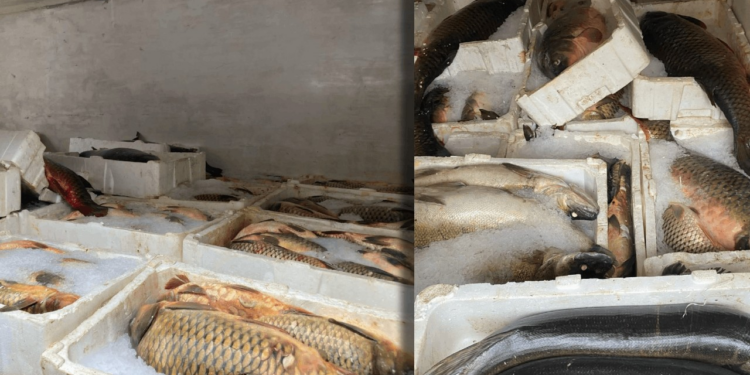 Kaçak Balık Avlayanlara Dev Ceza