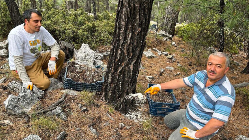 Muğla'da "basralı çam alanları" kuruldu: Bal hasatı artacak!