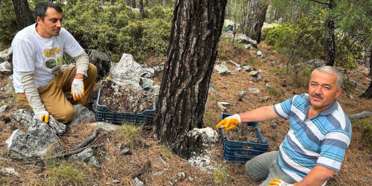 Muğla'da "basralı çam alanları" kuruldu: Bal hasatı artacak!