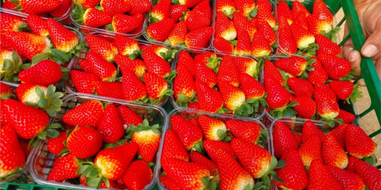 Silifke'de hasat dönemi başladı; "Silifke çileği" Rusya'ya ihraç ediliyor