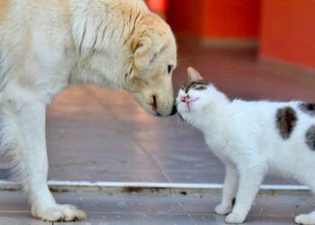 Sivas'ta sokak hayvanları geçici barınma ve rehabilitasyon merkezi kuruluyor