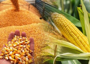 Ticaret Bakanlığı'ndan Mısır İthalatına 1 Milyon Tonluk Tarife Kontenjanı