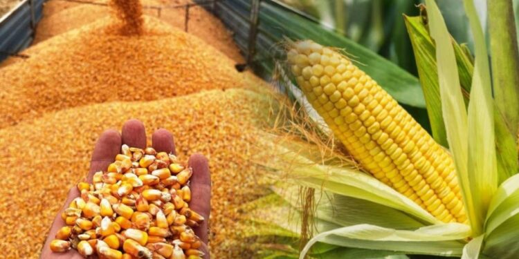 Ticaret Bakanlığı'ndan Mısır İthalatına 1 Milyon Tonluk Tarife Kontenjanı